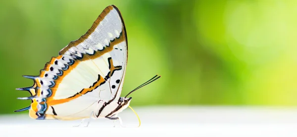 Mariposa. — Foto de Stock