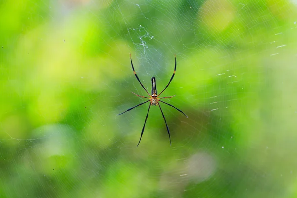 Spider in the wild asia — Stock Photo, Image