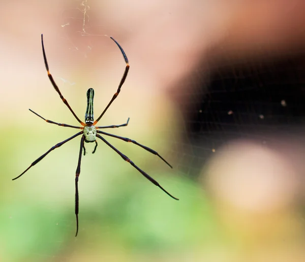 Aranha na ásia selvagem — Fotografia de Stock