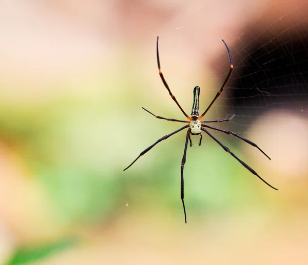 Spider in the wild asia — Stock Photo, Image