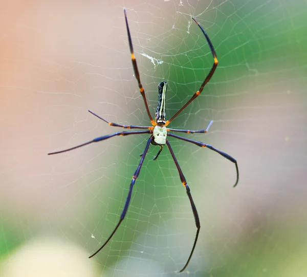 Aranha na ásia selvagem — Fotografia de Stock