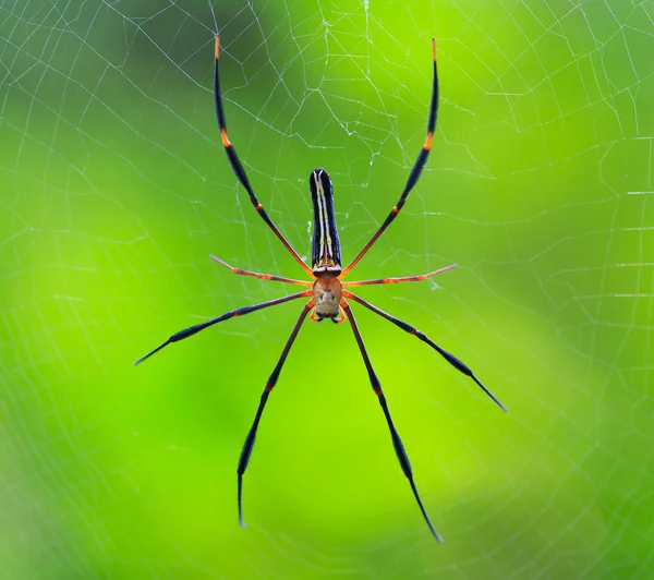 Araña en la salvaje asia —  Fotos de Stock