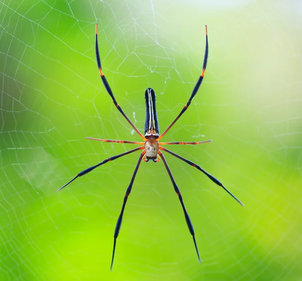 Örümcek vahşi Asya — Stok fotoğraf