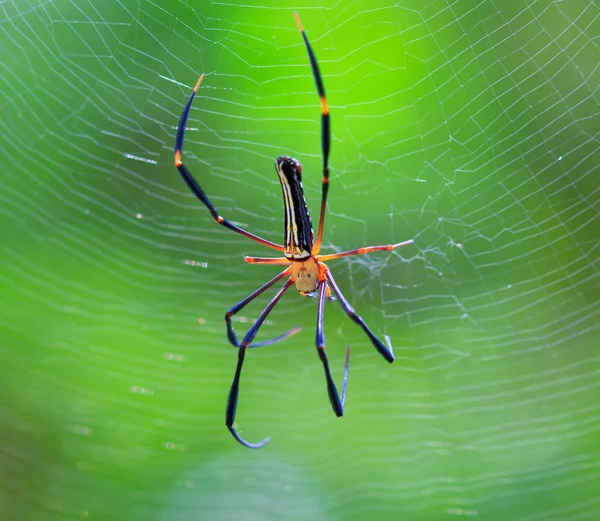 Aranha na ásia selvagem — Fotografia de Stock