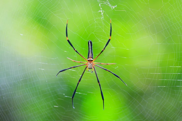 Aranha na ásia selvagem — Fotografia de Stock
