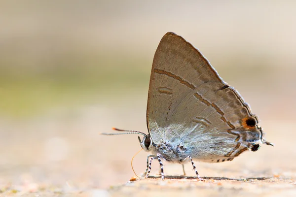 Borboleta — Fotografia de Stock