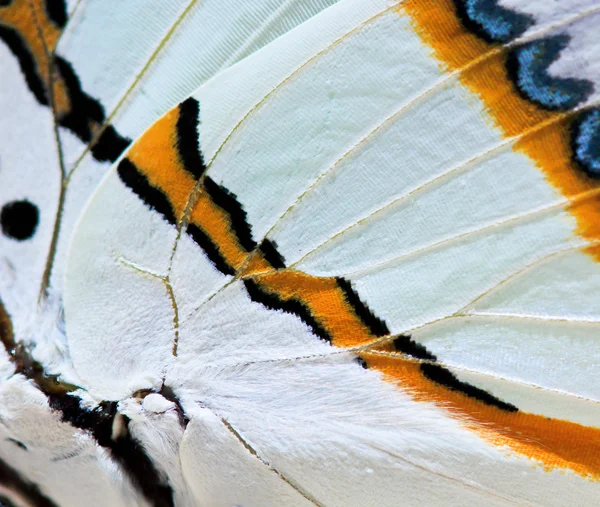 蝴蝶蝴蝶的翅膀 — 图库照片