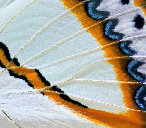 Butterfly butterfly wings — Stock Photo, Image