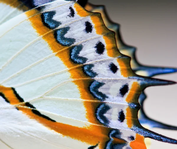 Alas de mariposa mariposa — Foto de Stock
