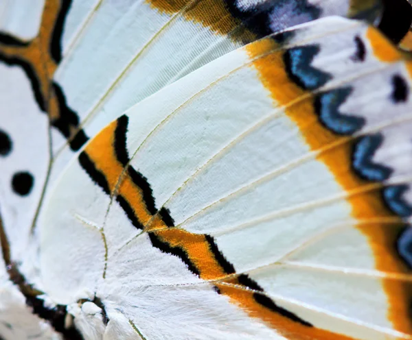 Butterfly butterfly wings — Stock Photo, Image