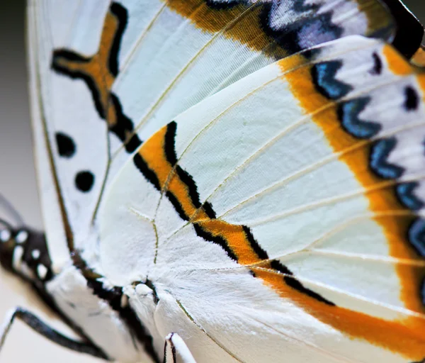 Butterfly butterfly wings — Stock Photo, Image