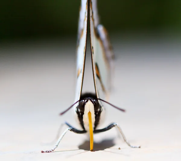 Mariposa. —  Fotos de Stock