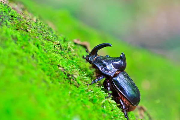 Orrszarvú bogarat — Stock Fotó