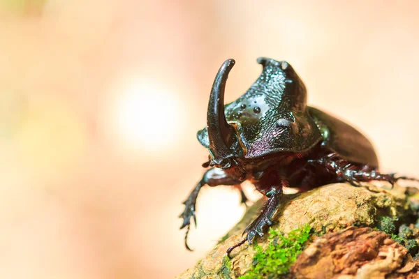 Escarabajo rinoceronte —  Fotos de Stock