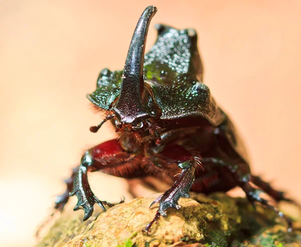 Rhinoceros beetle — Stock Photo, Image