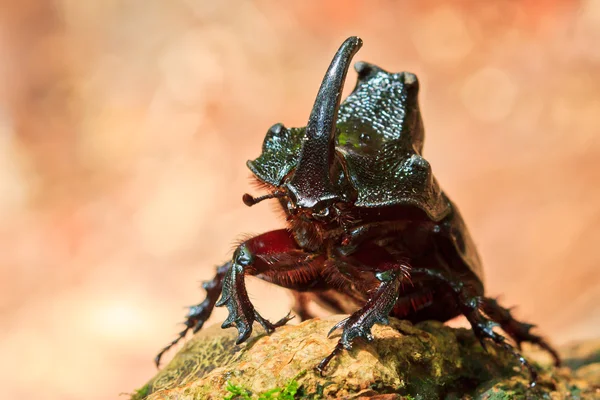 Rhinoceros beetle — Stock Photo, Image