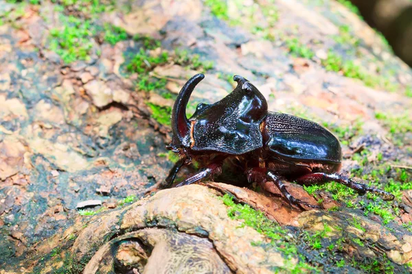 Orrszarvú bogarat — Stock Fotó