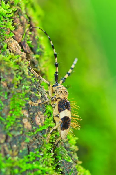 Козерог-жук  ( — стоковое фото