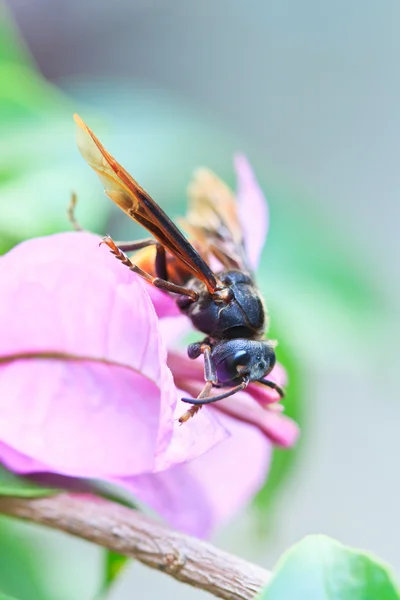 Wasp — Stock Photo, Image