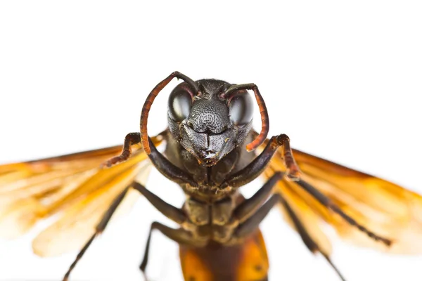 Wasp — Stockfoto