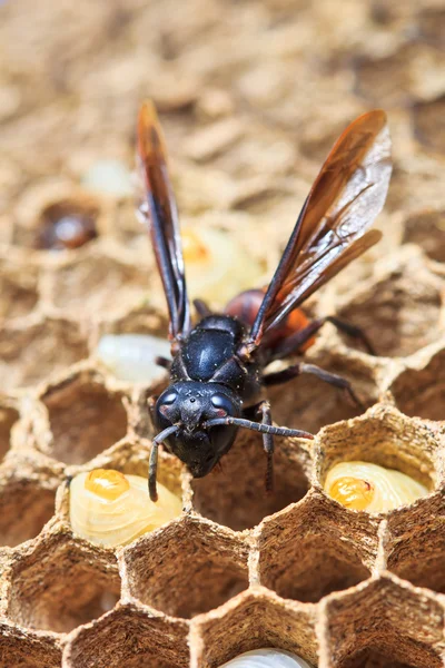 Wasp nesten — Stockfoto