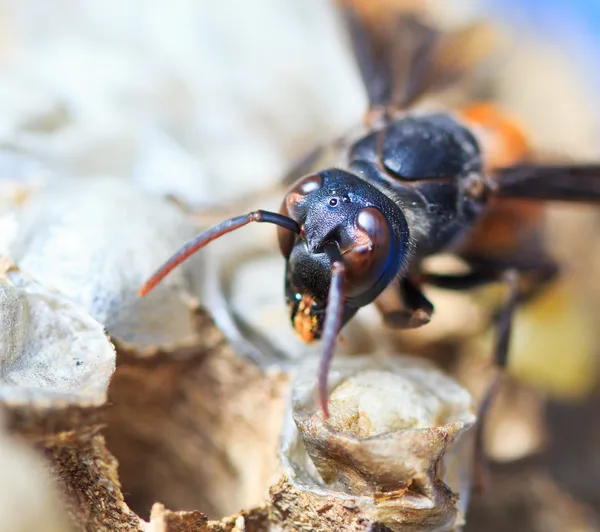 Wasp nesten — Stockfoto