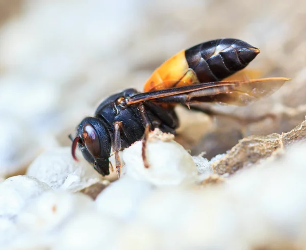 Nidi di vespe — Foto Stock