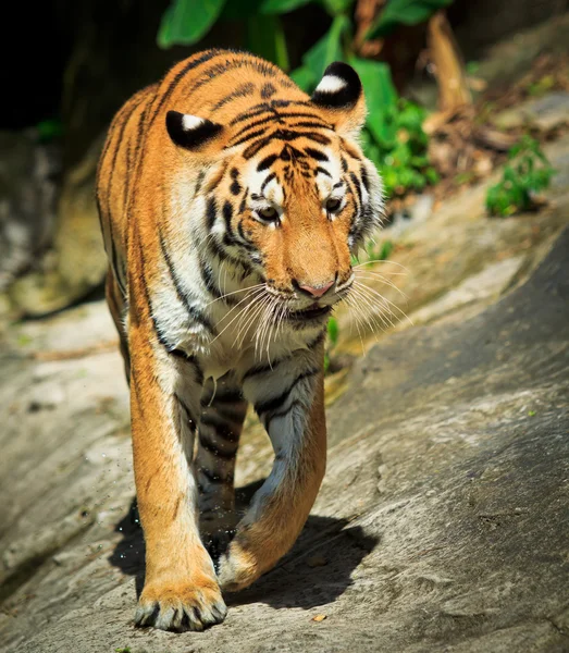 虎 — ストック写真