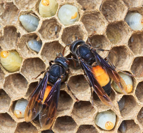 Wasp nests — Stock Photo, Image