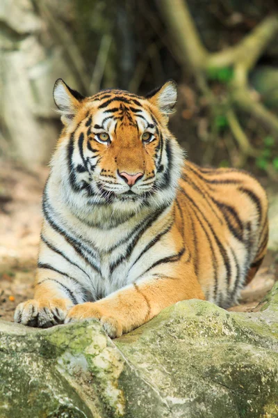 Tiger — Stockfoto