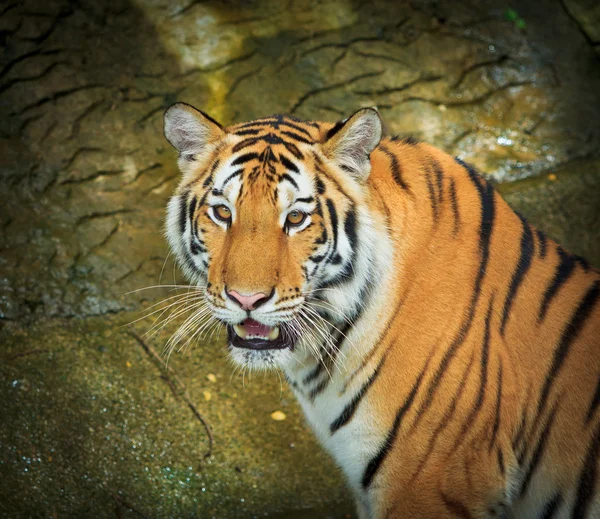 Tiger — Stock Photo, Image