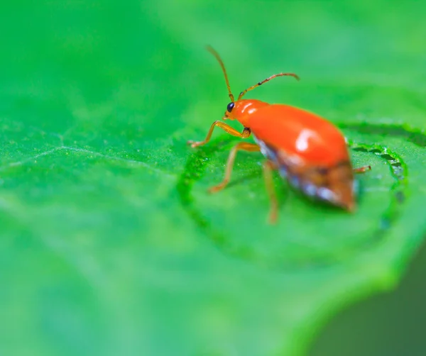 Skalbaggar insekter — Stockfoto