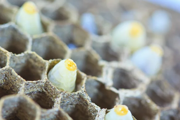 Wasp nests