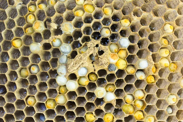 黄蜂的巢 — 图库照片