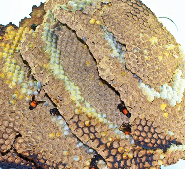 黄蜂的巢 — 图库照片