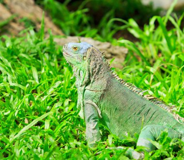Yeşil iguana