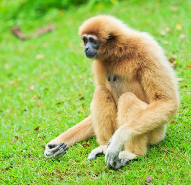 Gibbon