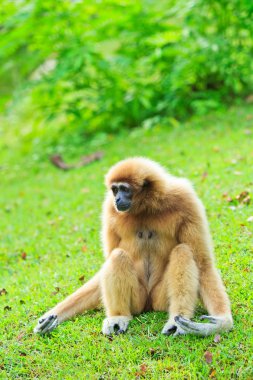 Gibbon