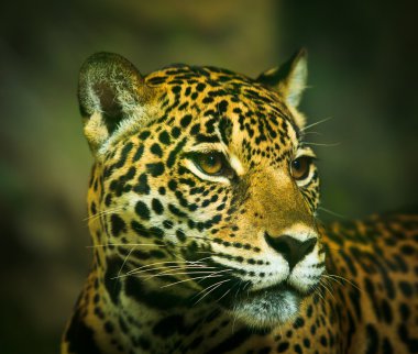 Orta Amerika'da Jaguar