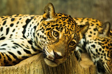 Orta Amerika'da Jaguar