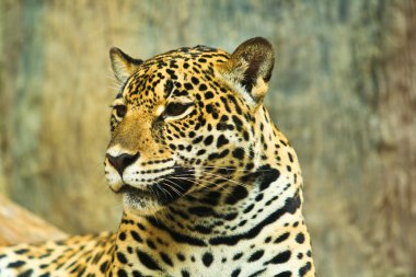 Orta Amerika'da Jaguar