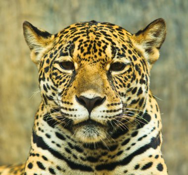 Orta Amerika'da Jaguar