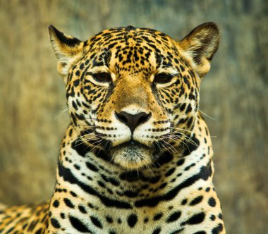 Orta Amerika'da Jaguar