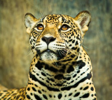 Orta Amerika'da Jaguar
