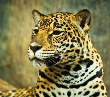 Orta Amerika'da Jaguar