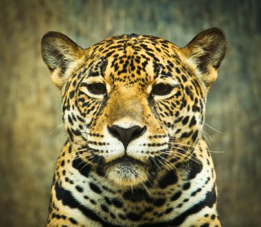 Orta Amerika'da Jaguar