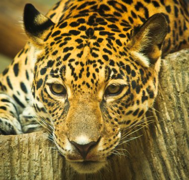 Orta Amerika'da Jaguar