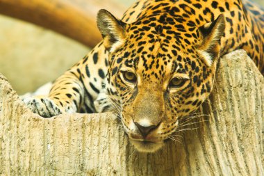 Orta Amerika'da Jaguar