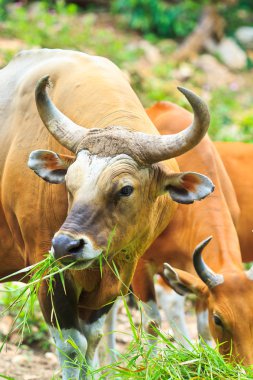 bant, red bull yağmur ormanlarında