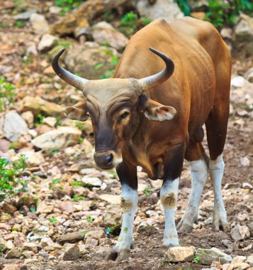 bant, red bull yağmur ormanlarında